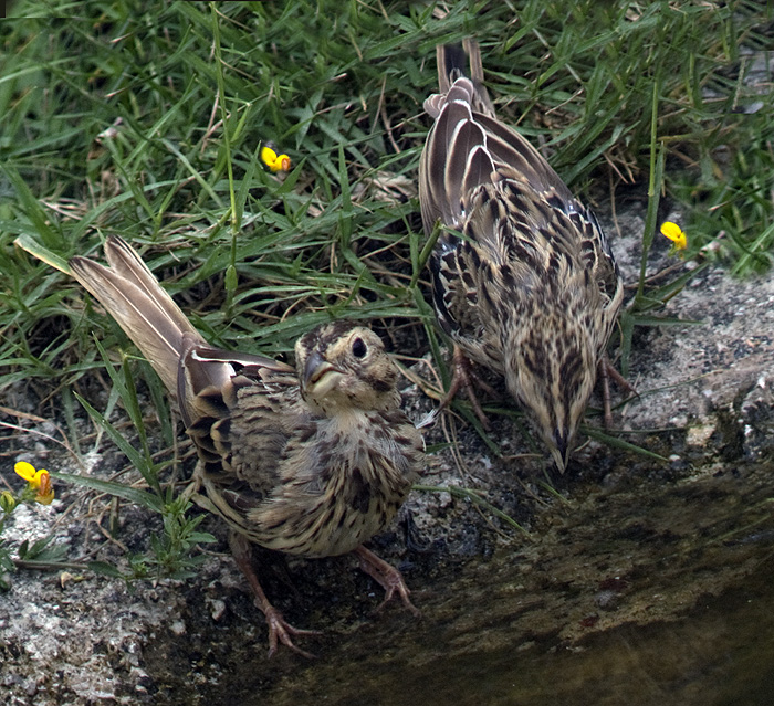 Emberiza calandra Emberizidae